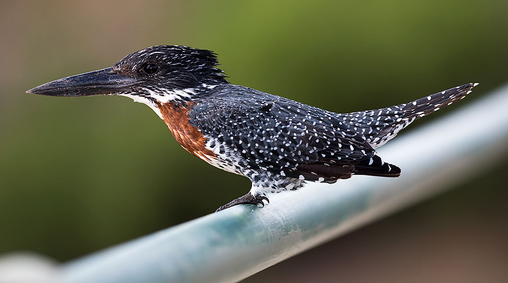 Giant Kingfisher male